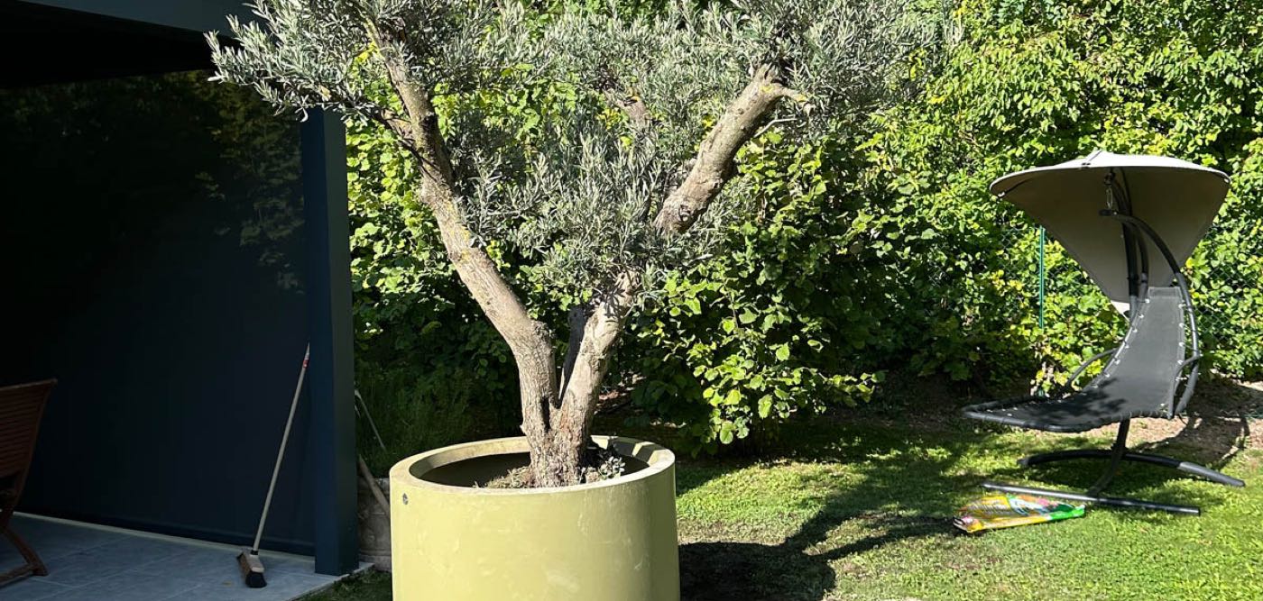 Plantation d'un olivier en grand pot sur terrasse — Plantation