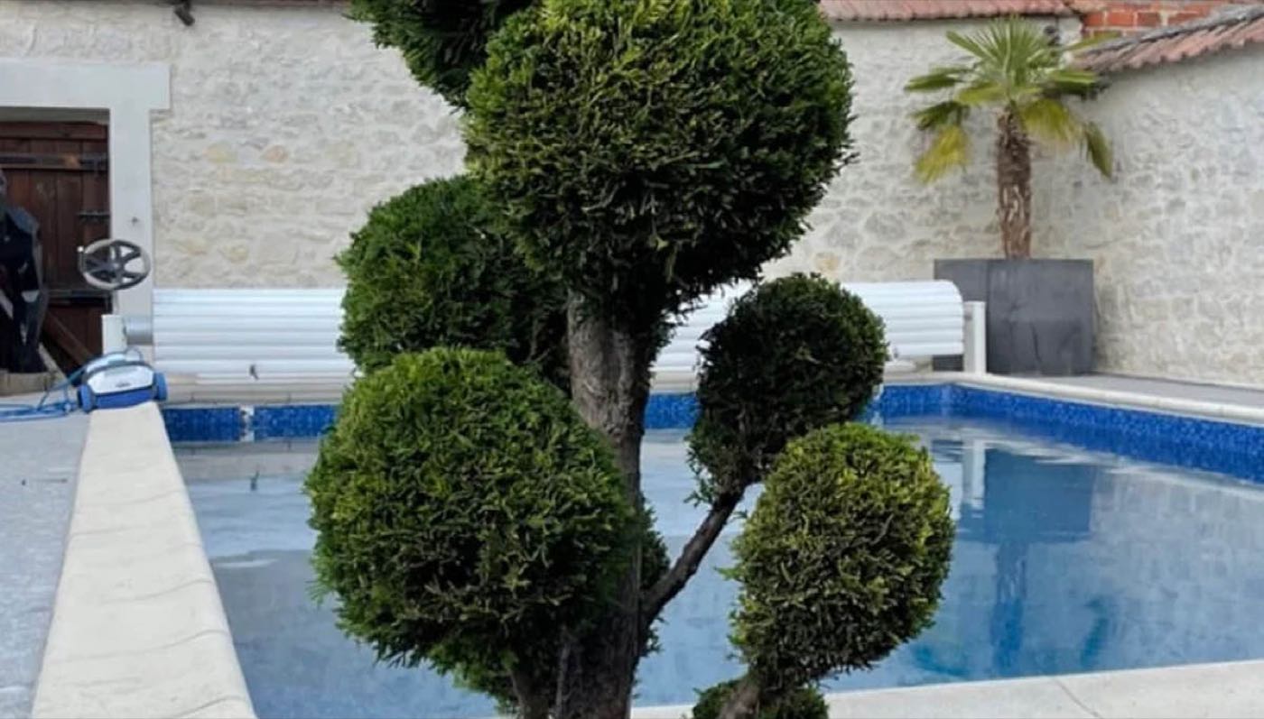 Taille de topiaires au bord d'une piscine — Entretien