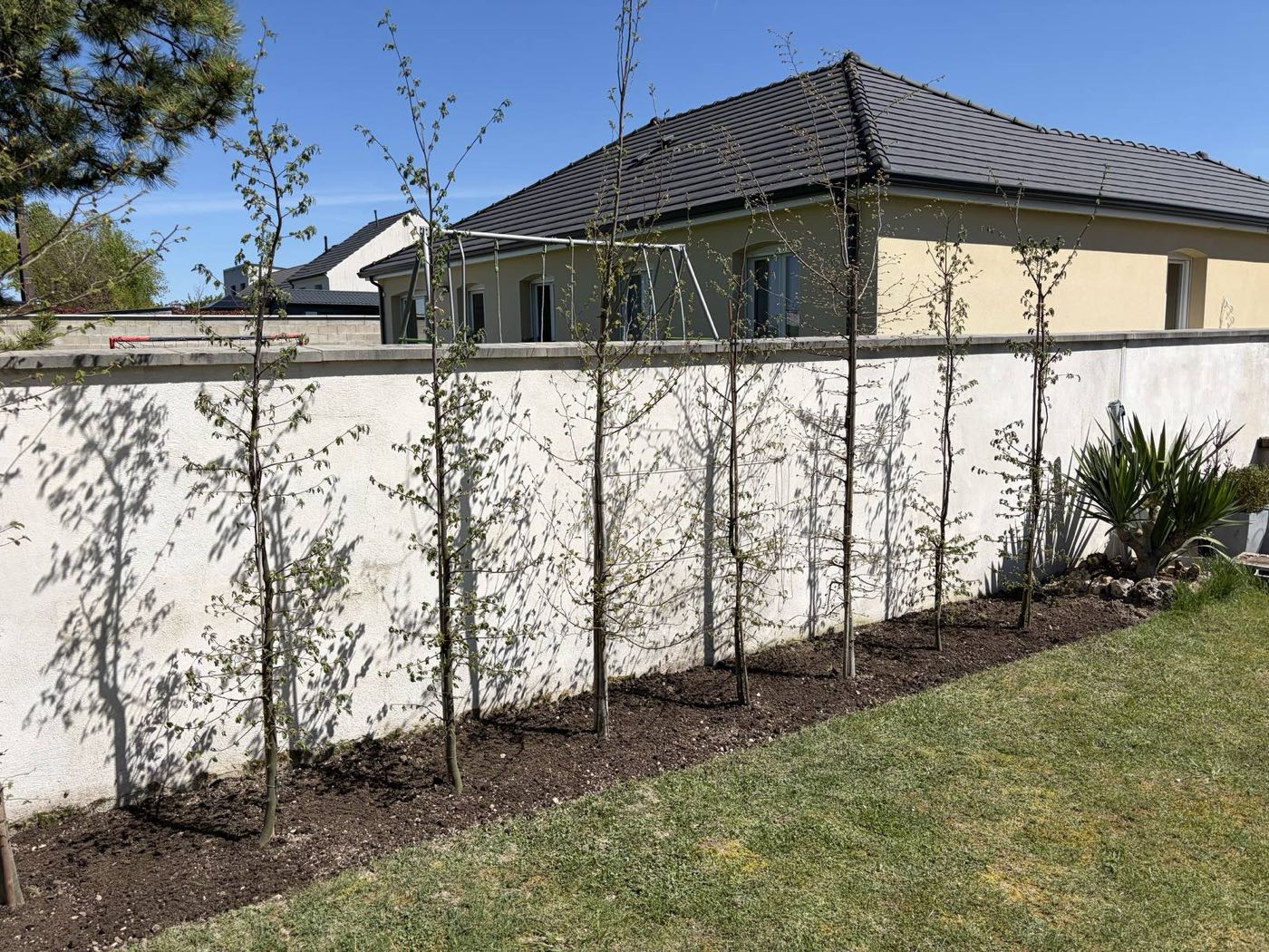 Semis de gazon et plantation d'alignement — Plantation