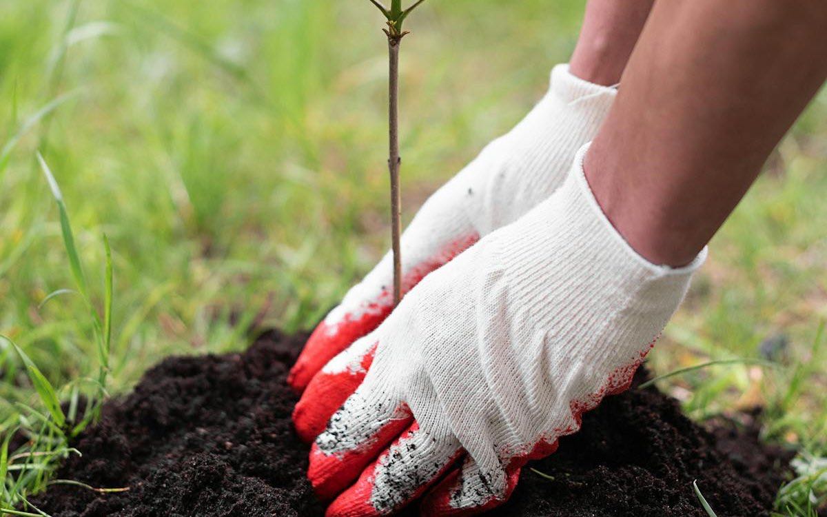 Plantation d'arbres et fruitiers