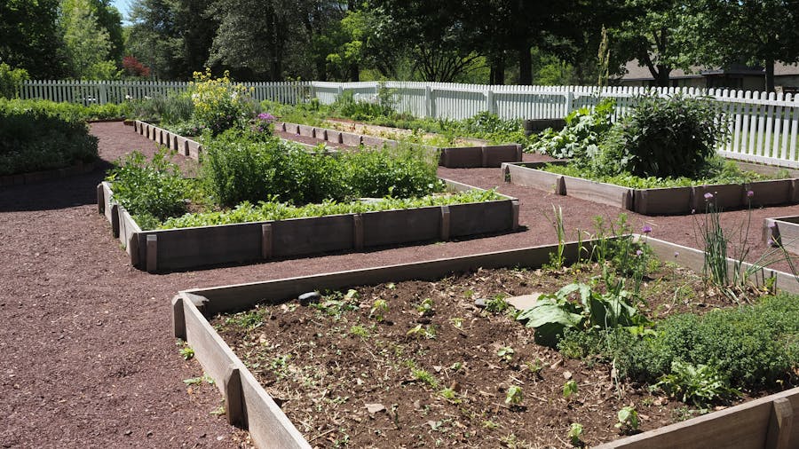Jardin potager avec carrés surélevés et plantations